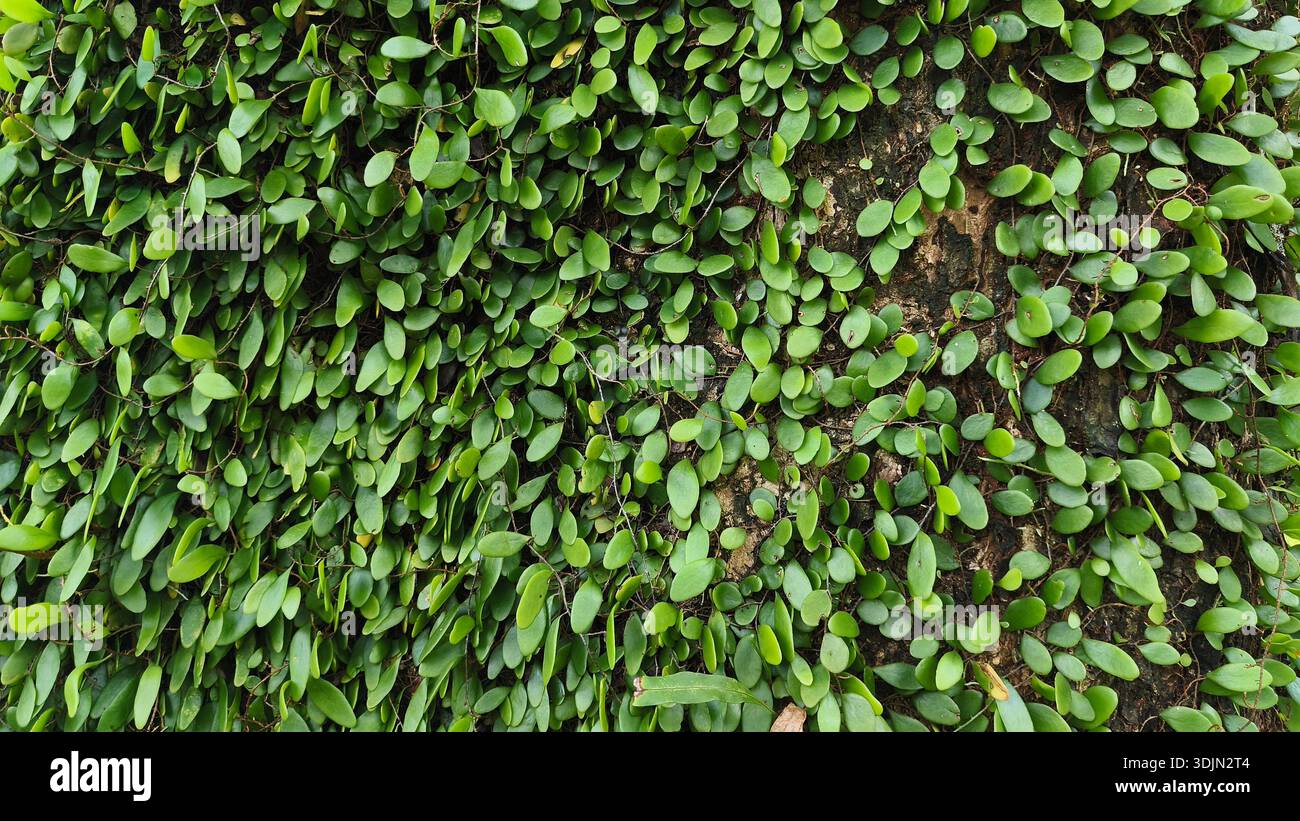 Ivy auf Baumrinde eines Regenwaldbaums, Indonesien. Stockfoto
