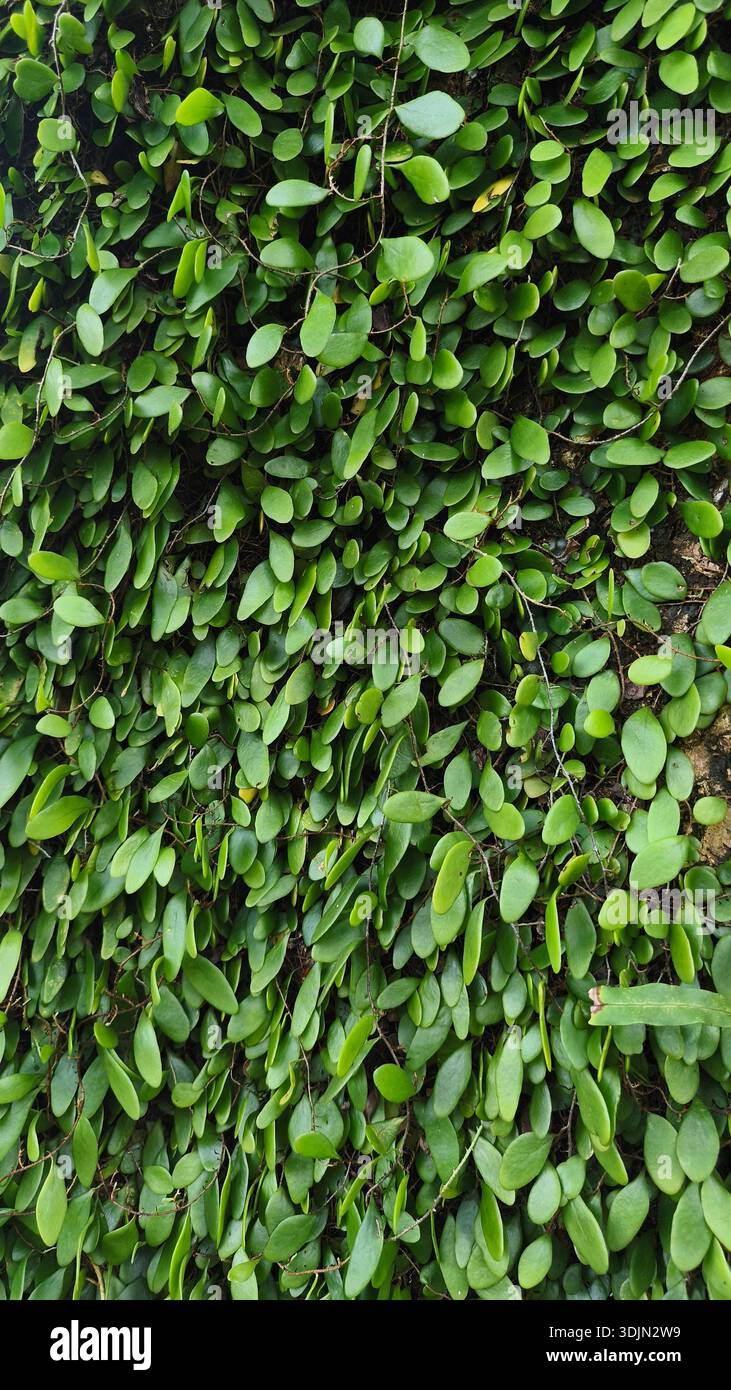 Ivy auf Baumrinde eines Regenwaldbaums, Indonesien. Stockfoto