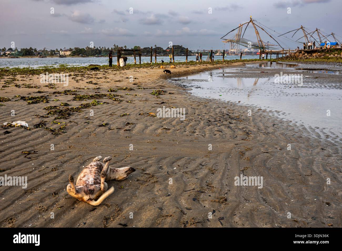 Abend von Mahatma Gandhi Beach, Ein Hund schläft am kühlen Strand, Fort Kochi, Kochi (Cochin), Kerala, Indien, Südasien, Asien Stockfoto