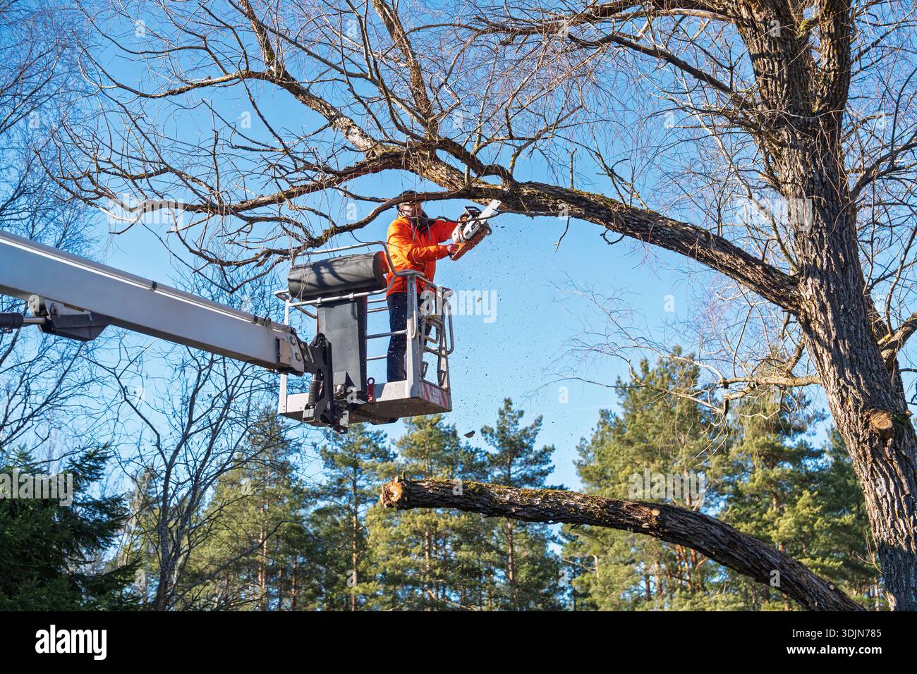 Baumpfleger arbeiten in einem Baum mit einer Kettensäge aus einem Auslegerlift für die Baumpflege Stockfoto