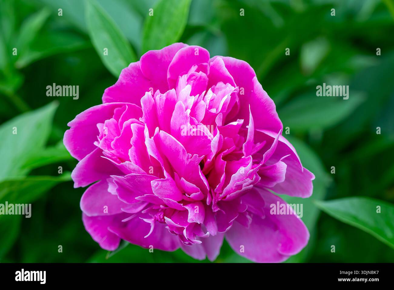 Rosa Pfingstrose in voller Blüte Stockfoto