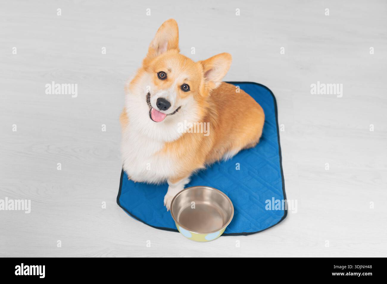 Glücklicher Waliser Corgi sitzt neben einer Metallschale auf einem blauen Hundeteppich drinnen, Blick von oben Stockfoto