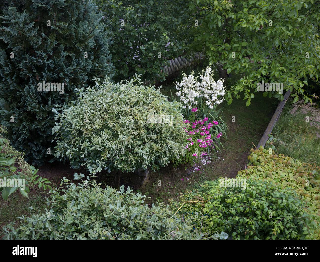 Ein malerischer Blick auf den Garten mit einer runden japanischen Weide (Salix integra), weißen Yucca-Blüten und rosa Phlox-Blüten zwischen verschiedenen grünen Ziersträuchern. Stockfoto
