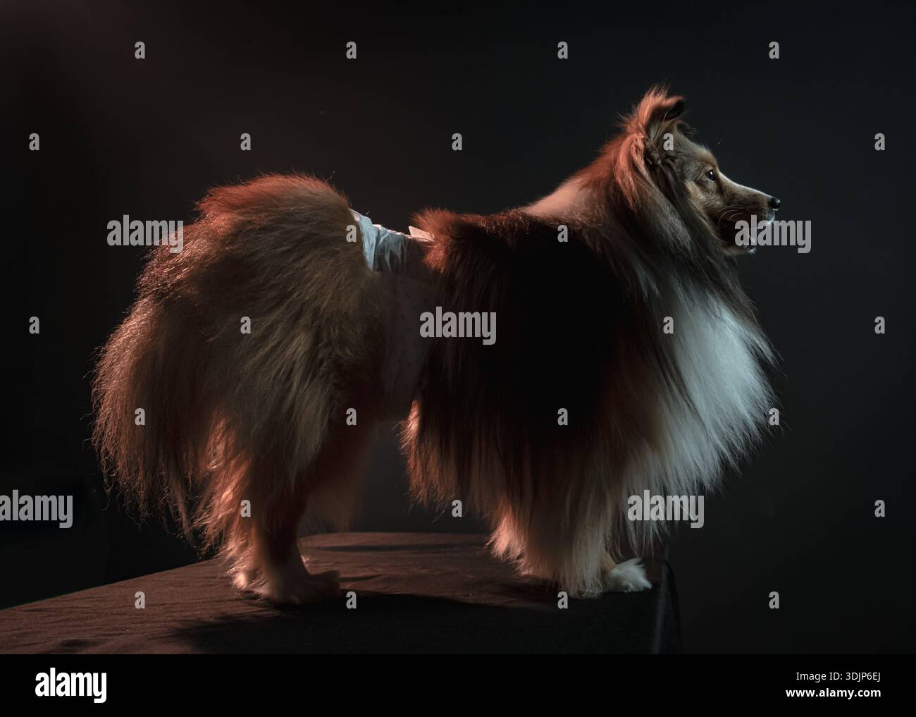 Ein Sable und weißer Shetland Sheepdog oder Sheltie steht in einem markanten Seitenprofil vor dunklem Hintergrund, mit luxuriösem Fell und voluminöser Mähne Stockfoto