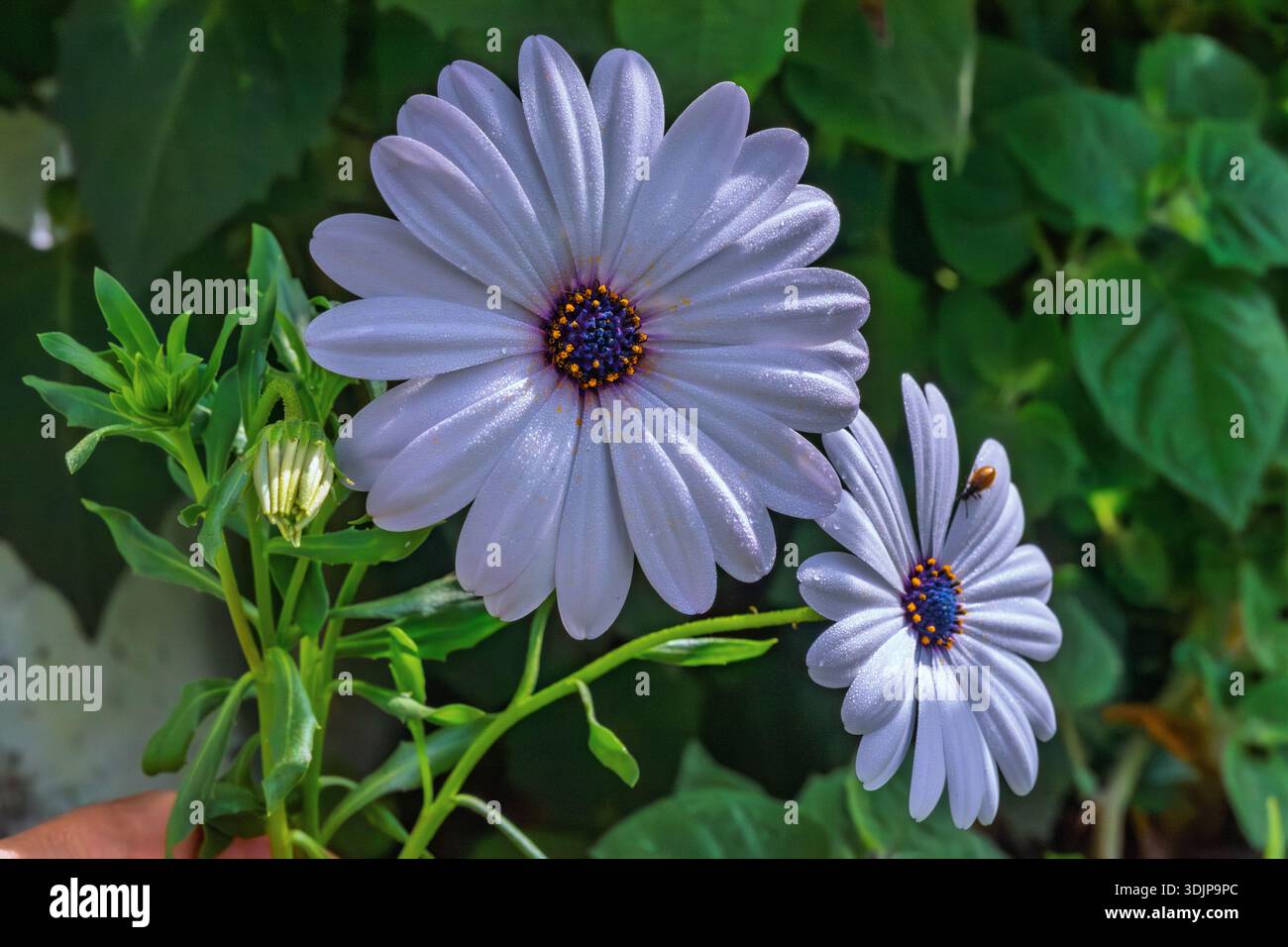 Blaue Osteospermum Gänseblümchen mit grünem Laub im Garten, Makrolavendelblätter Stockfoto