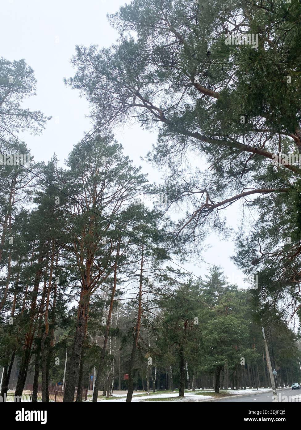 Immergrüne Bäume mit dicken Ästen säumen eine beschauliche Straße in einem nebeligen Wald und schaffen ein friedliches Ambiente unter bewölktem Himmel mit diffusem Licht Stockfoto