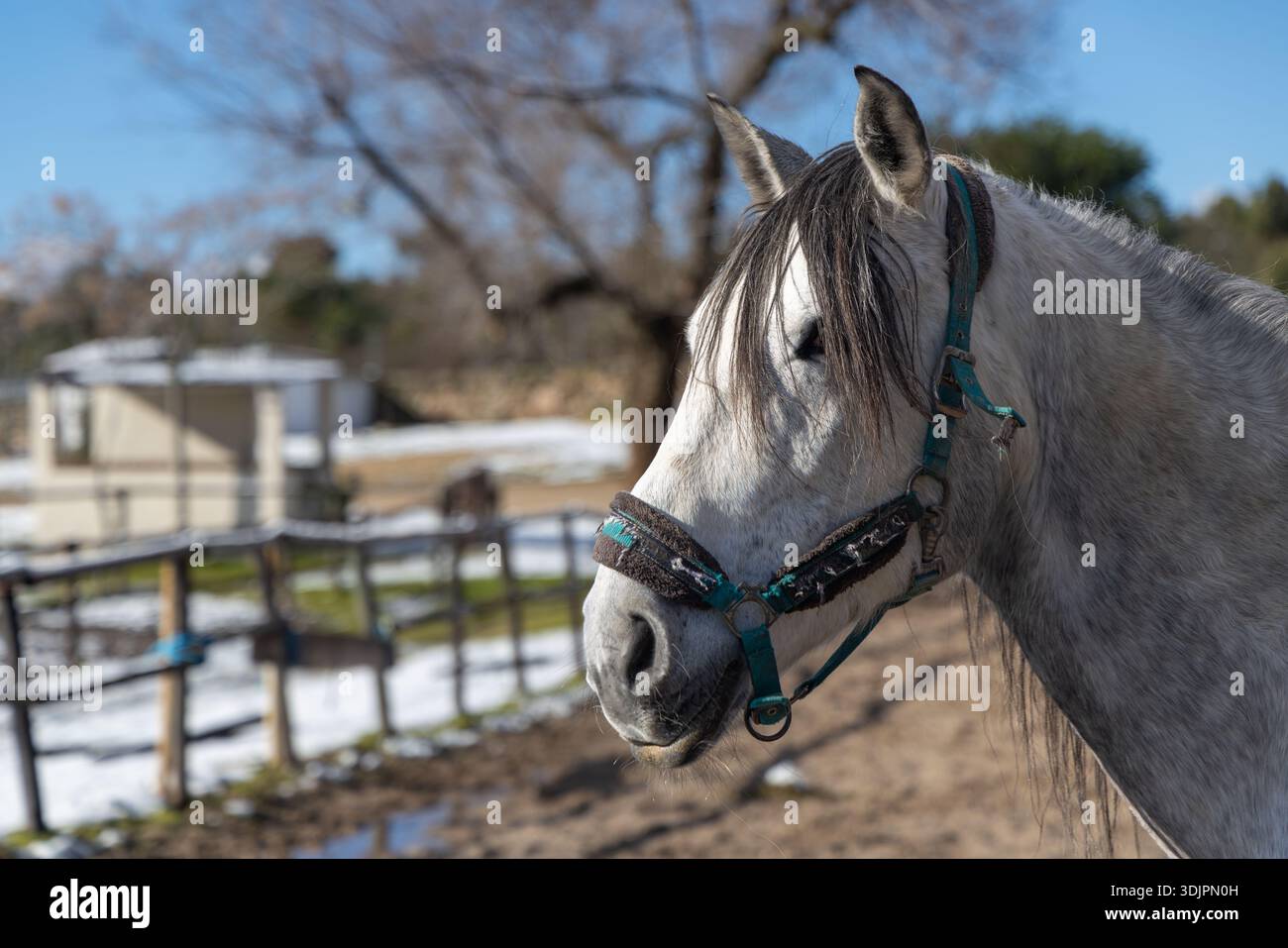 Weißer Pferdekopf im Freien bei strahlendem Winterlicht. Friedliche ländliche Umgebung mit saisonaler Atmosphäre. Stockfoto