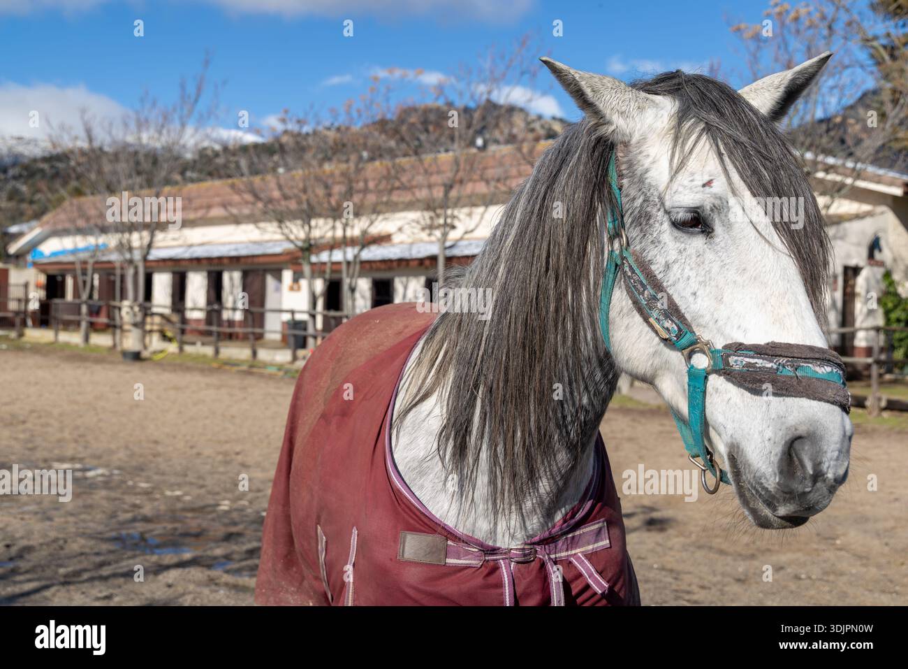 Elegantes weißes Pferd in einer Reitschule im Freien. Natürliches Tageslicht unterstreicht die Textur des Fells und die friedliche ländliche Atmosphäre. Stockfoto