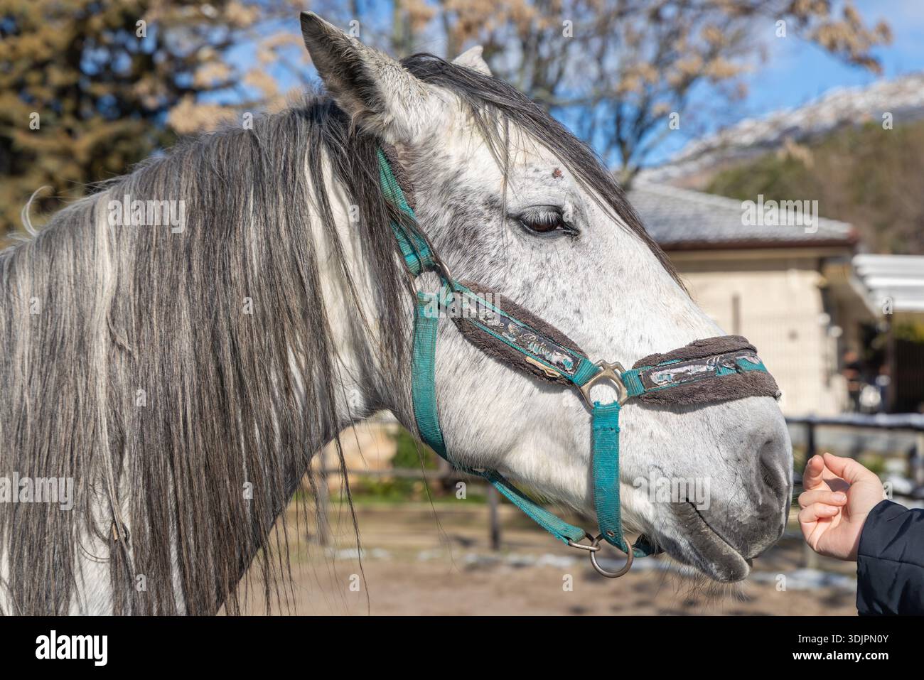 Die Menschliche Hand Berührt Sanft Das Gesicht Des Weißen Pferdes Stockfoto