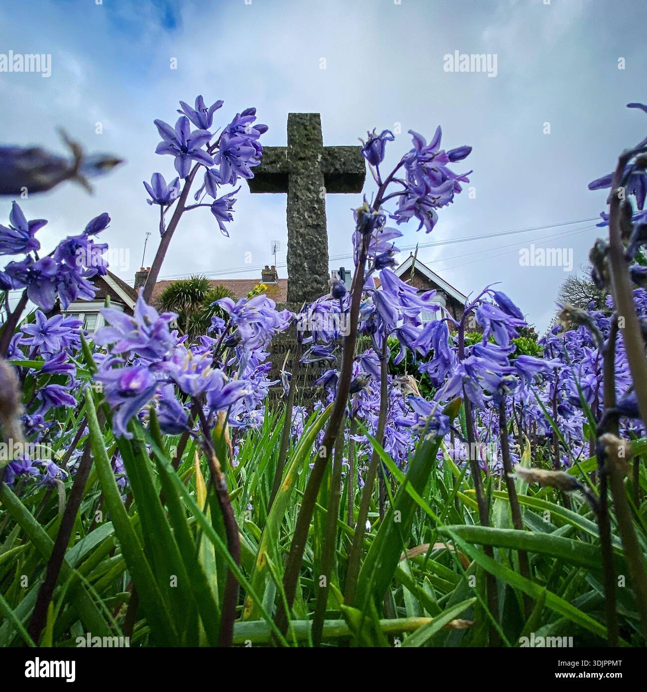 Flacher Blick auf ein Steinkreuz, das an einem bewölkten Frühlingstag über einem Teppich aus violetten Glockenblöcken in einem englischen Dorfkirchhof ragt. - Smartphone-aufgenommenes Stockfoto