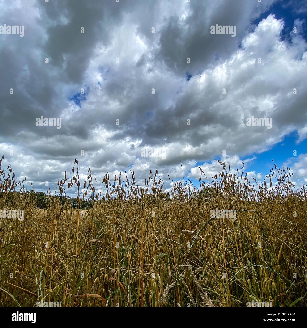 Goldenes Haferfeld, das im Wind unter dramatischem stürmischem Himmel schwingt und Sonnenstrahlen durch die Wolken im ländlichen England brechen - Smartphone-aufgenommenes Stockfoto