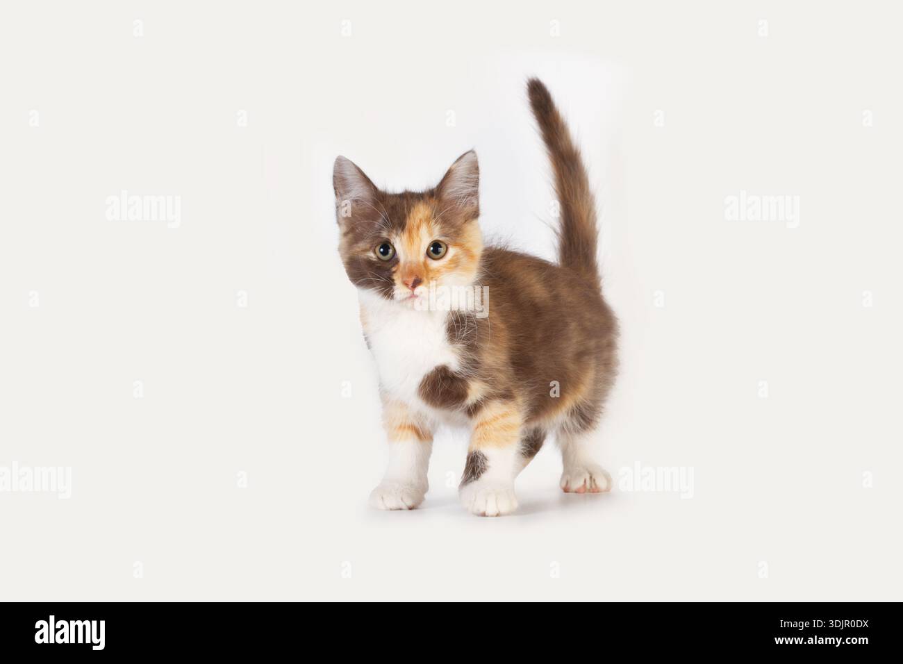 Ein Katzenbaby, das die Kamera isoliert auf weißem Hintergrund betrachtet Stockfoto