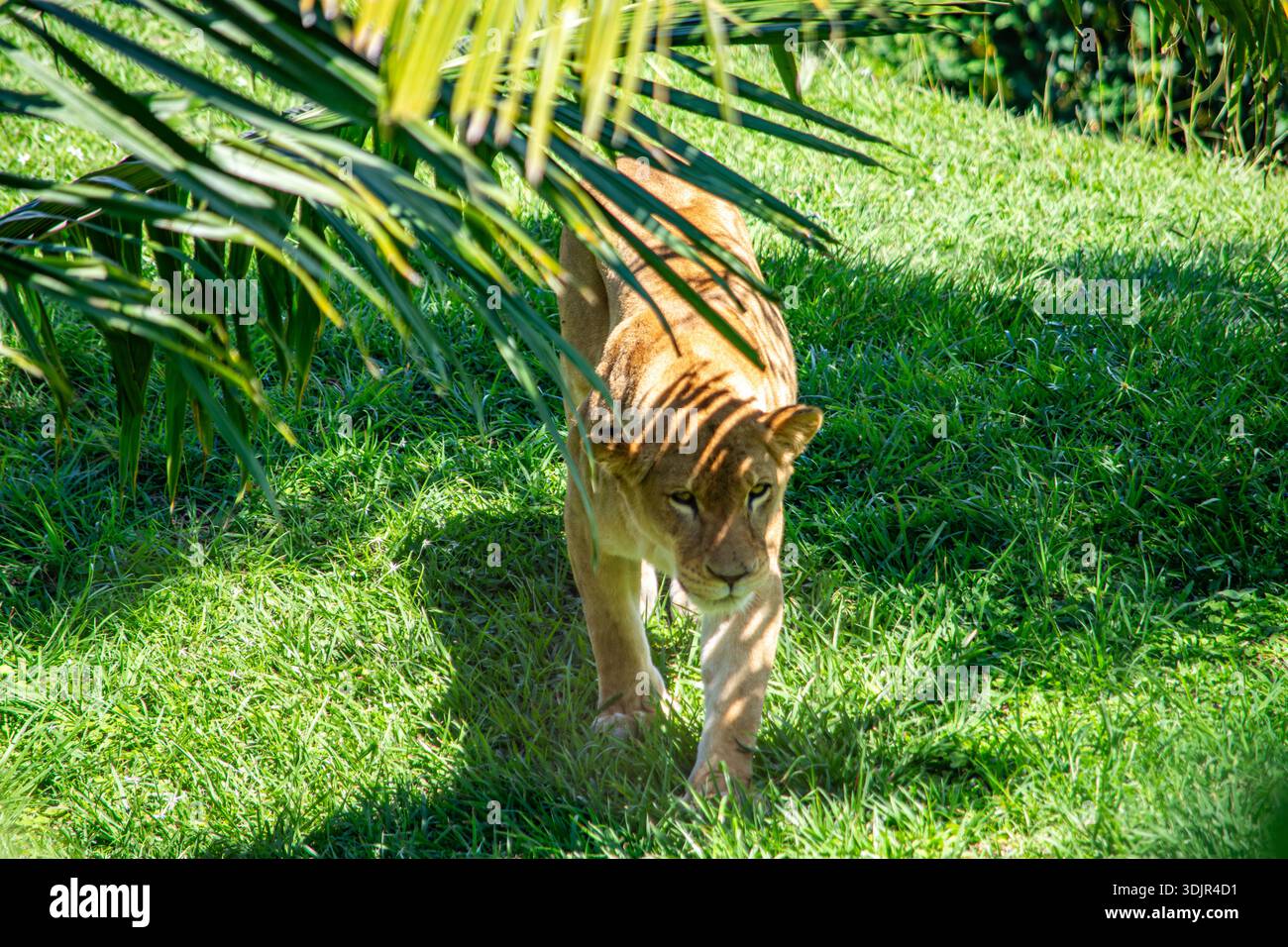 Eine Löwin, die durch üppiges Gras im Ukumarí Park, Pereira, Risaralda, Kolumbien spaziert und die Schönheit des Naturschutzes zeigt. Stockfoto