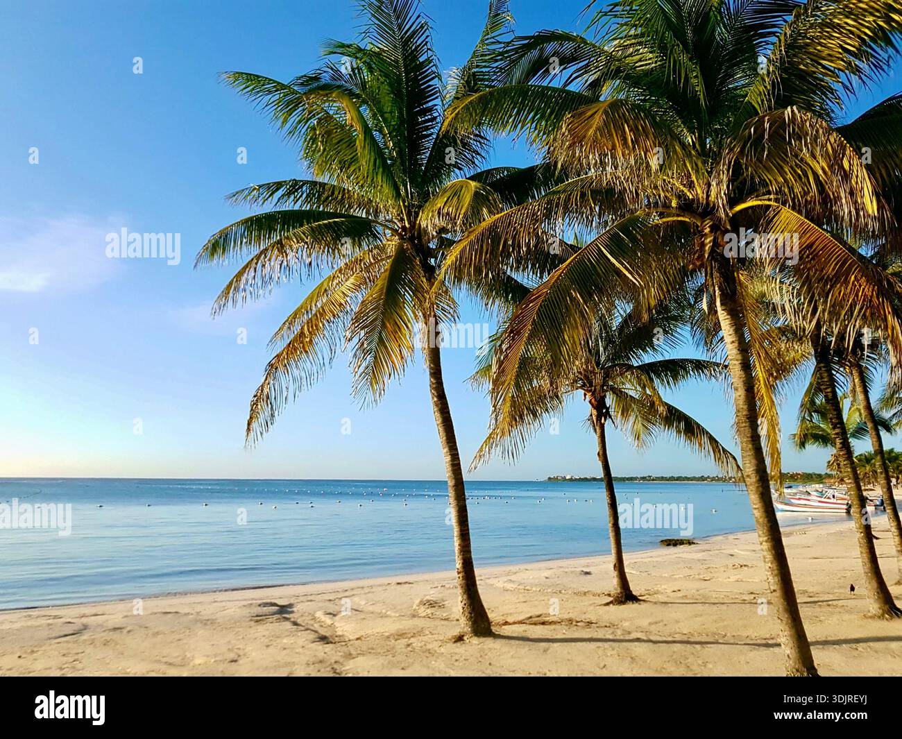 Malerischer Palmenstrand in Akumal entlang der mexikanischen Karibik mit ruhigem türkisfarbenem Wasser, Sandstrand und hohen Kokospalmen. Stockfoto