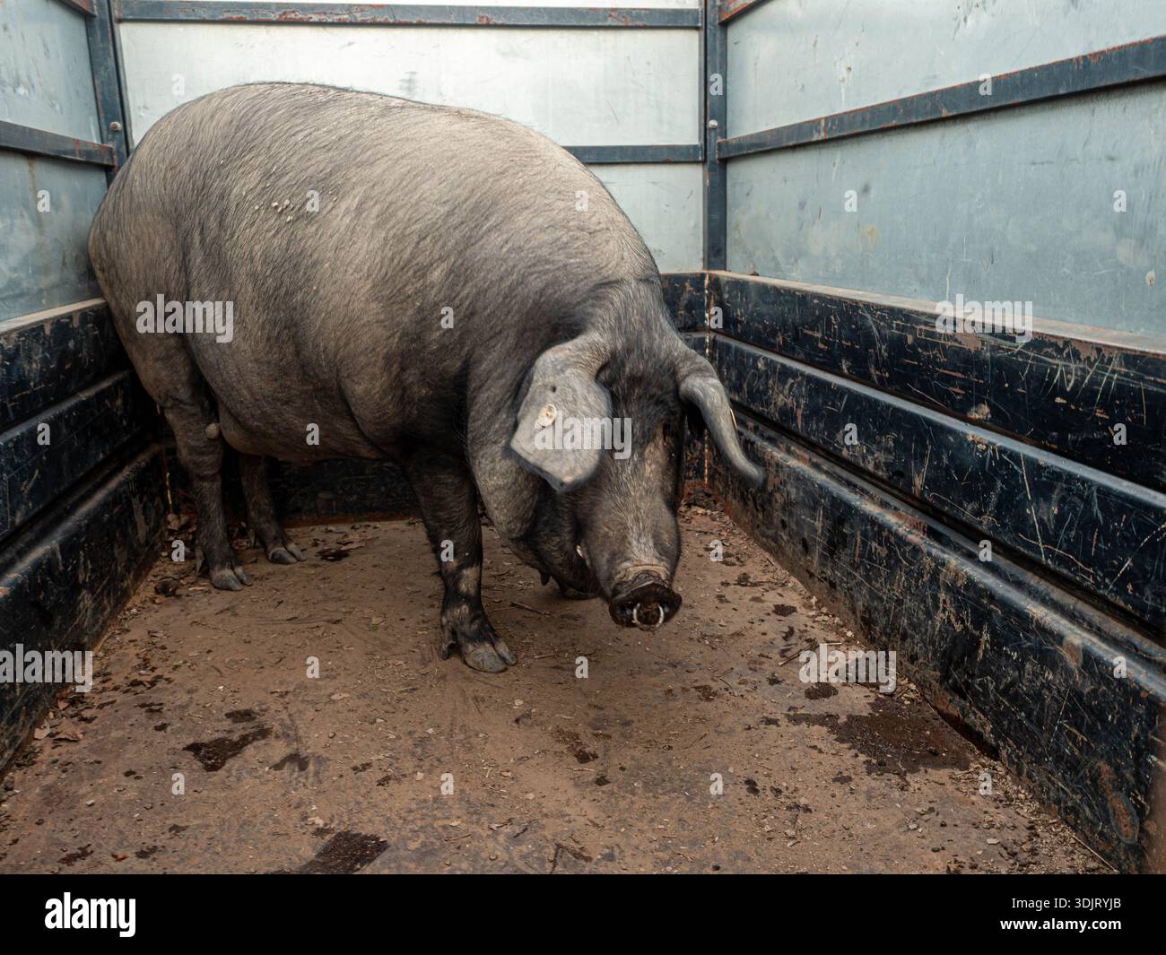 Iberisches Schwein, das in einem Metallanhänger steht und sich auf die Schlachtbahn zubewegt Stockfoto