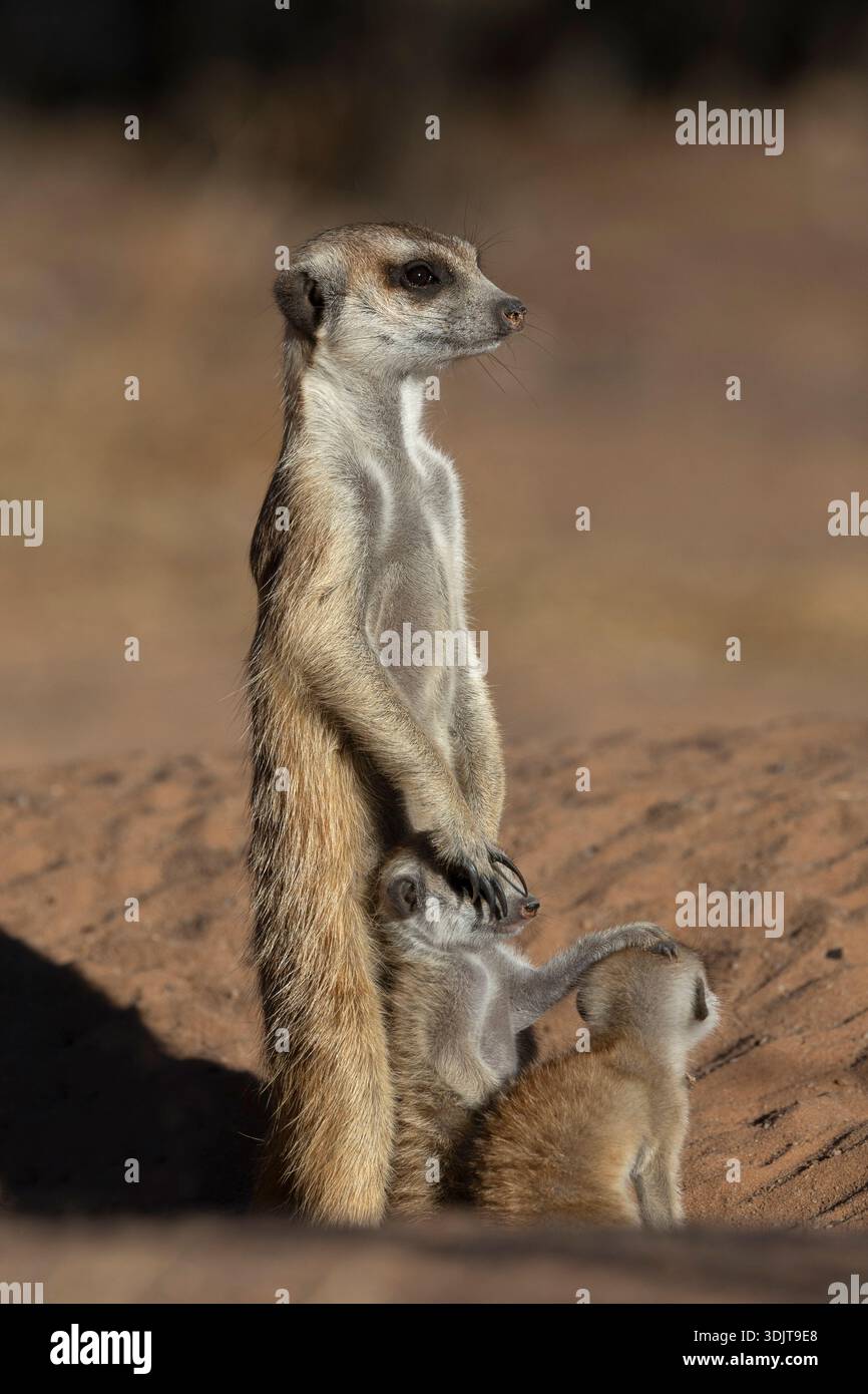 Erdmännchen (Suricata suricatta) mit Jungen, Kgalagadi Transfrontier Park, Northern Cape, Südafrika Stockfoto