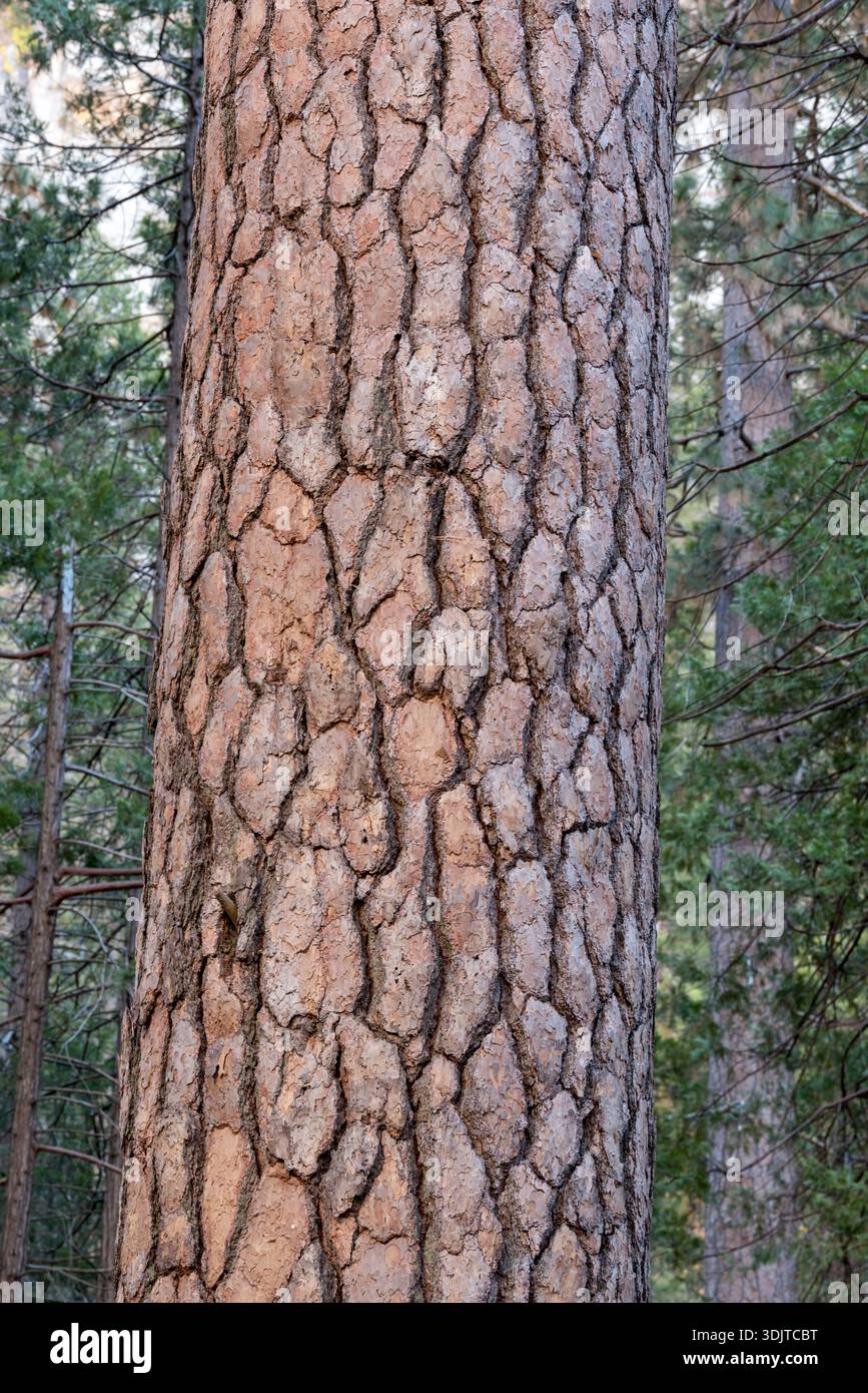 Yosemite Nationalpark, Kalifornien, USA. Stockfoto