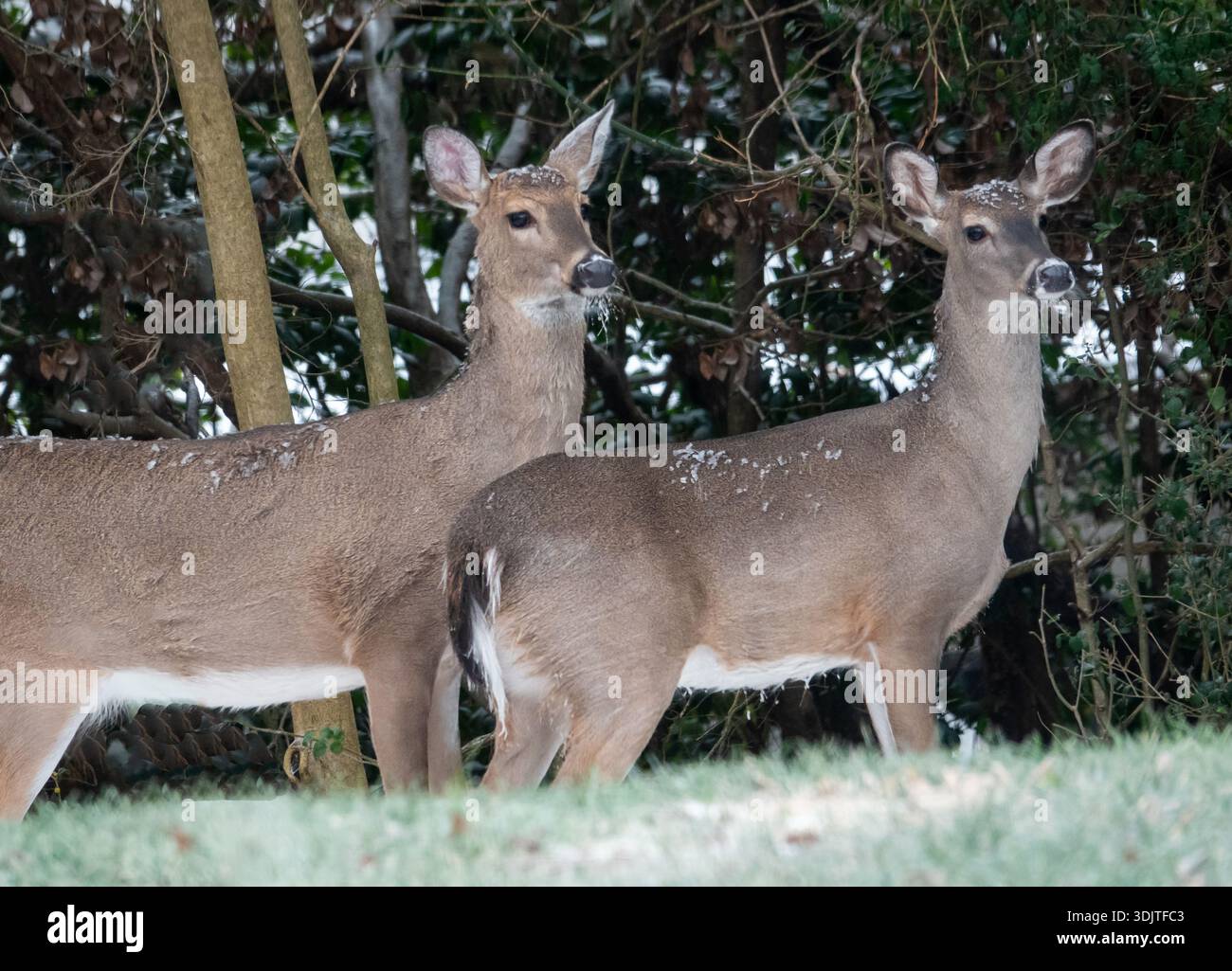 Nahaufnahme von zwei Weissschwanzhirschen im Winter mit Schnee auf dem Fell. Stockfoto