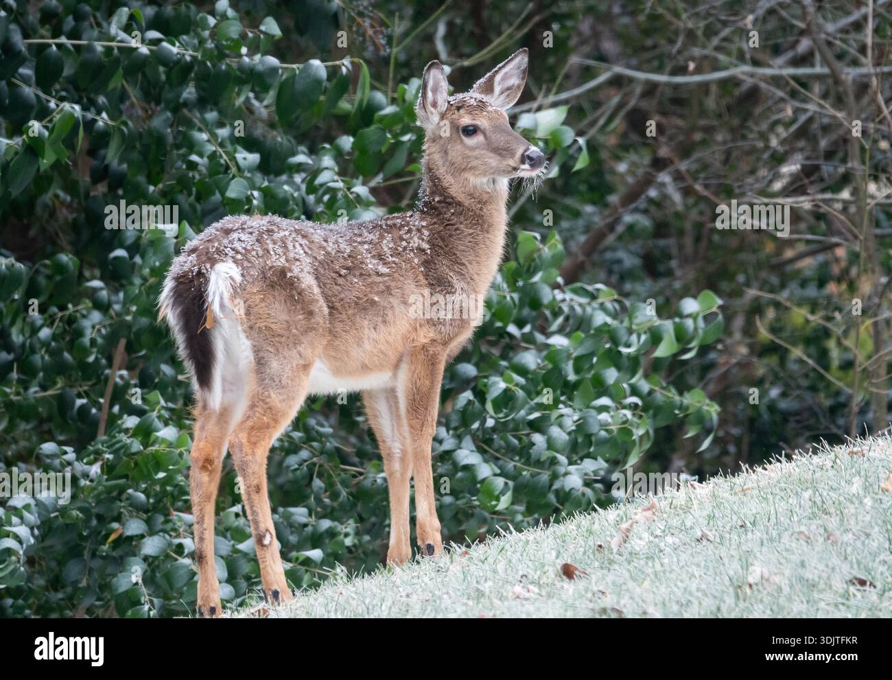 Ein einjähriger Weißschwanzhirsch im Winter mit Schnee auf dem Fell. Stockfoto