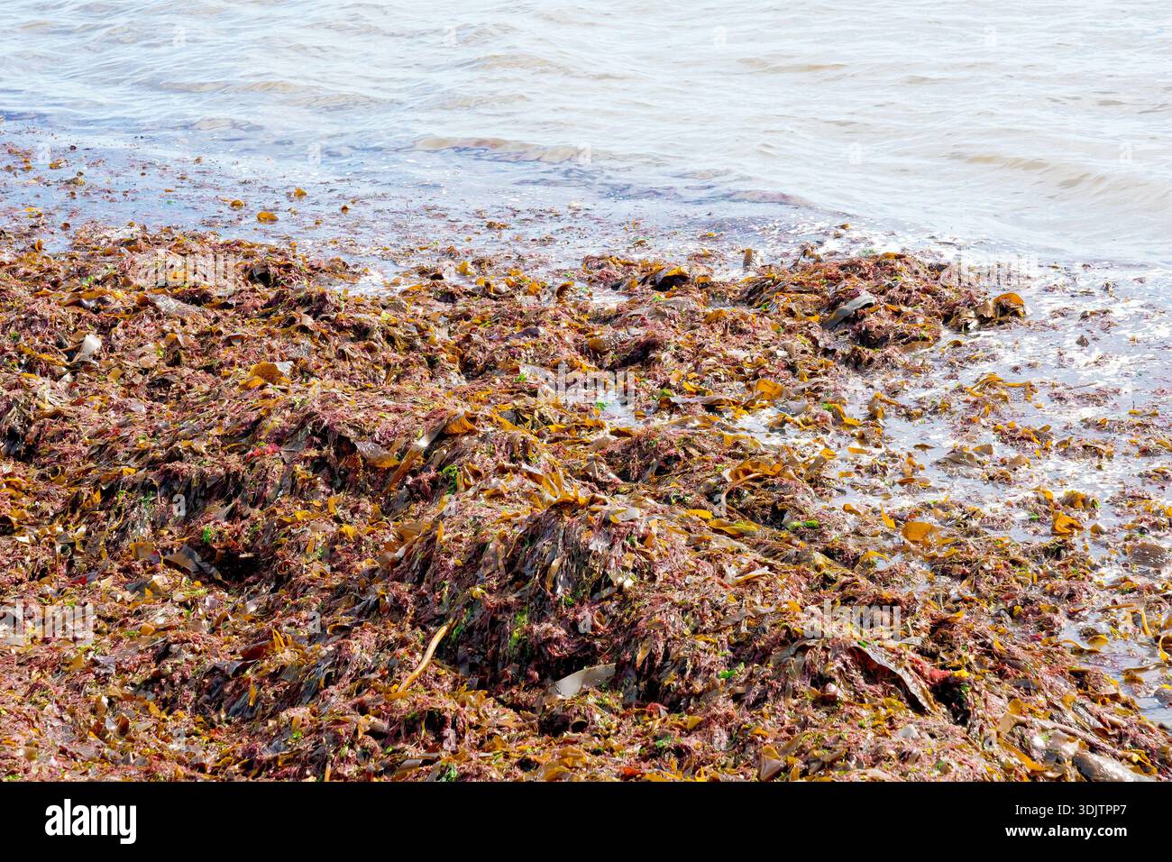 Eine riesige Masse von verschiedenen Algen, die während eines Sturms vom Meeresboden gerissen, gespült und am Strand oder am Ufer abgelegt wurden. Stockfoto