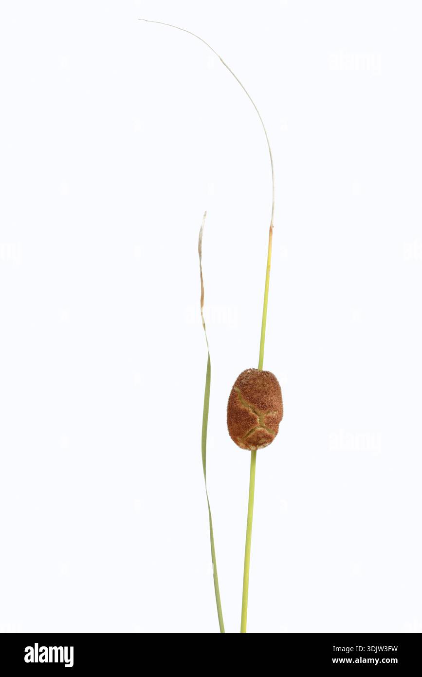Kleiner Katzenschwanz oder Zwergkatze (Typha minima), Obststand vor weißem Hintergrund, Österreich Stockfoto