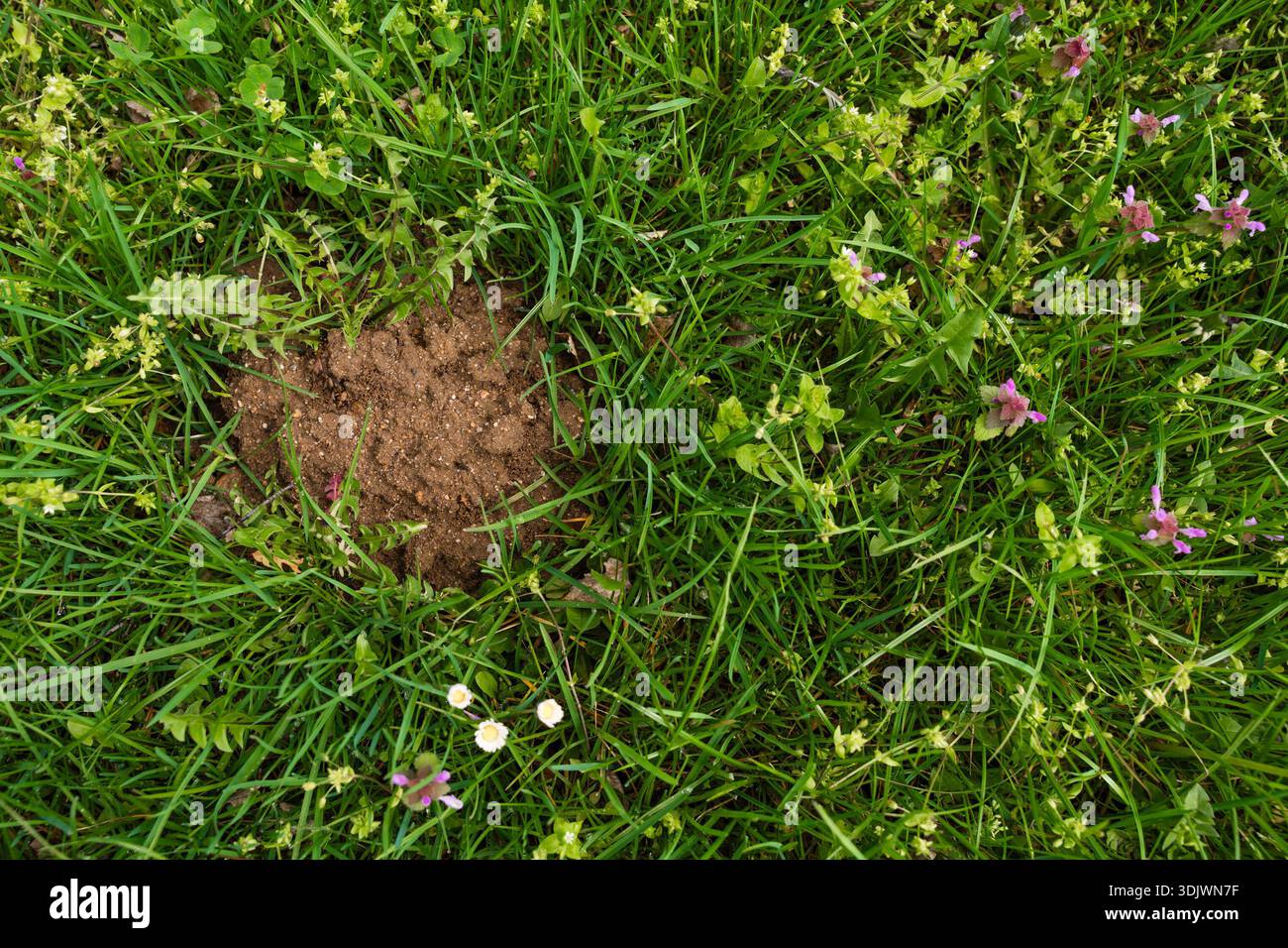 Frischer Boden auf grünem Gras, wahrscheinlich durch Maulwurf- oder Spitzspitzenaktivität, natürliche Bodenstruktur im Freien. Stockfoto