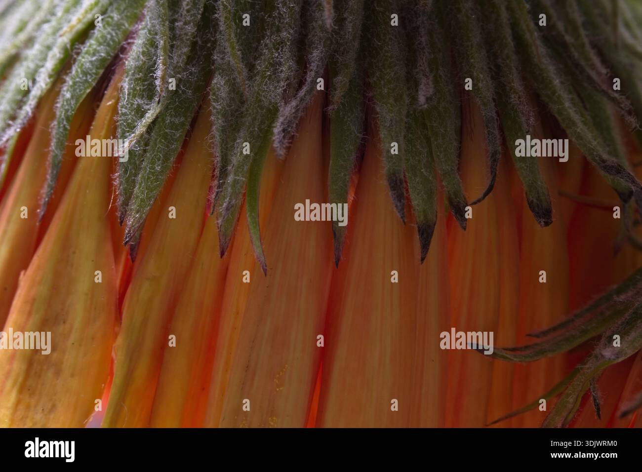 Extremes Makro der Unterseite einer leuchtenden Orangenblüte. Fuzzy-grüne Sepalen ziehen sich über zarte Blütenblätter in einem rhythmischen, strukturierten natürlichen Muster. Stockfoto