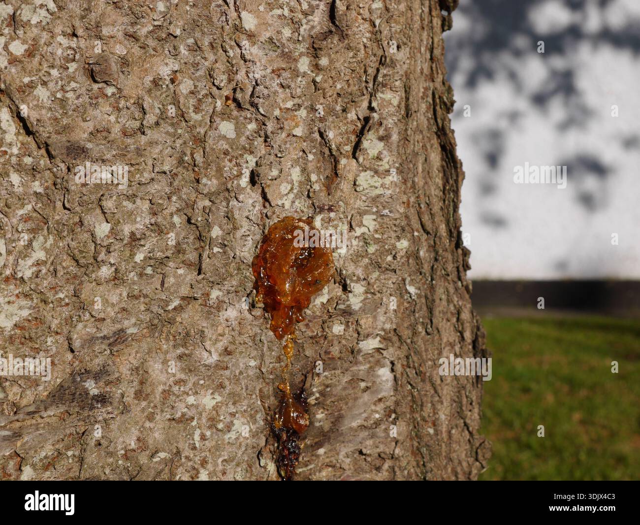 Bernsteinfarbenes Harz oder Kaugummi, das aus der Rinde eines Baumes austritt, in einem Prozess, der als Gummose bezeichnet wird. Stockfoto