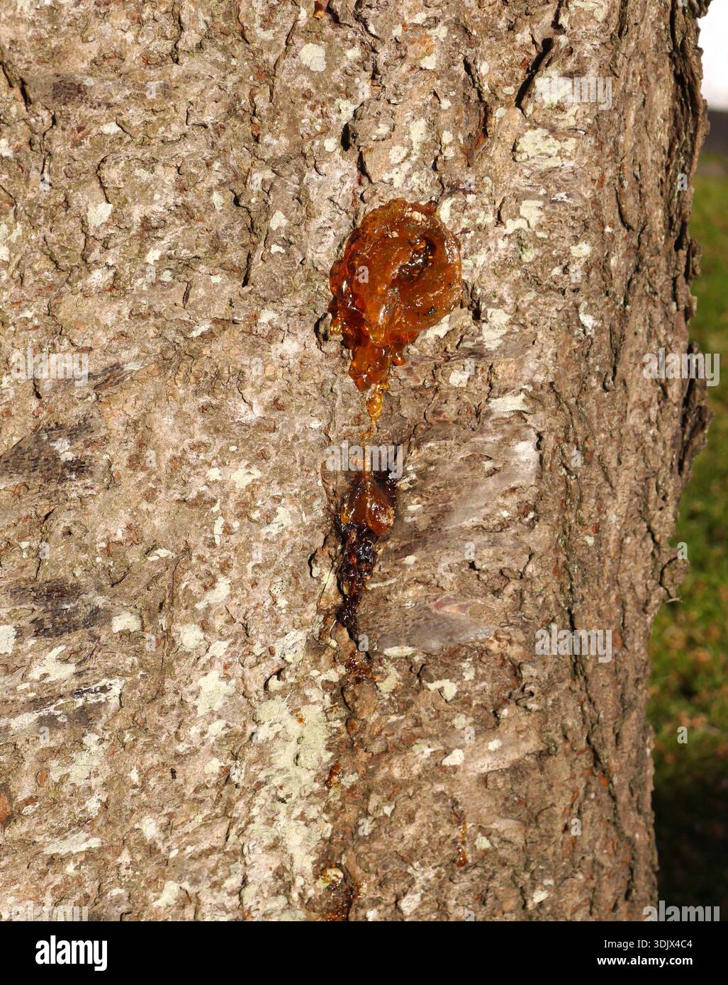 Bernsteinfarbenes Harz oder Kaugummi, das aus der Rinde eines Baumes austritt, in einem Prozess, der als Gummose bezeichnet wird. Stockfoto