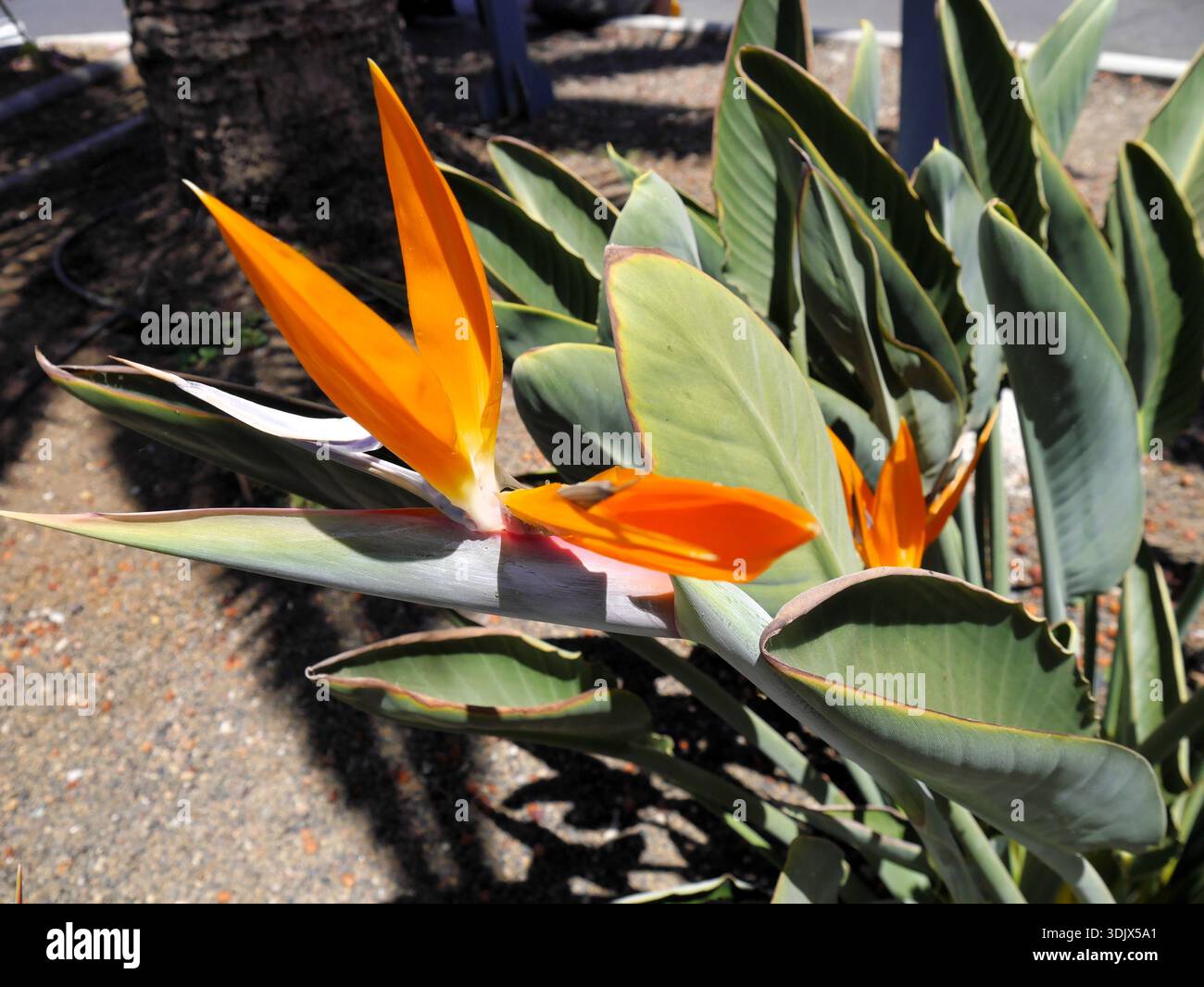 strelitzia 180 cm Künstliche Strelitzia - Colin | 180 cm