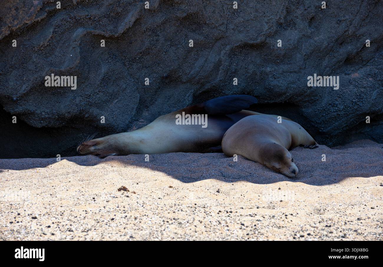 Zwei Seelöwen ruhen am Strand auf der Insel Bartolomé Galapagos Stockfoto