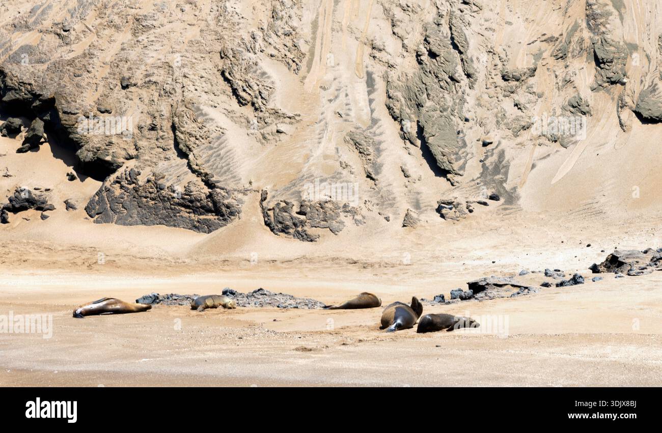Seelöwen ruhen sich am Strand auf der Insel Bartolomé in Galapagos aus Stockfoto