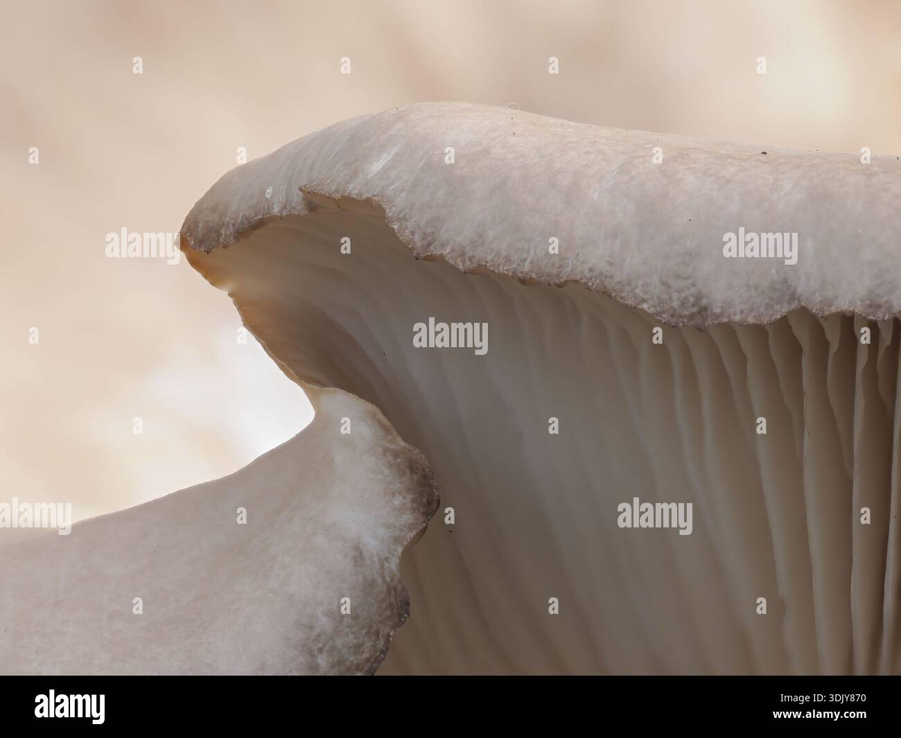 Nahaufnahme einer Kappe eines Austernpilzes oder Pleurotus ostreatus, der sich über seine Kiemen kräuselt. Fotografiert mit geringer Schärfentiefe in den Woodlands Stockfoto