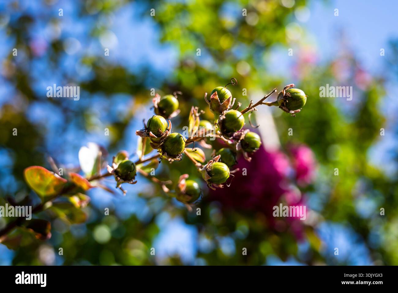 Helle Gartenausstellung mit blühenden Blumen und lebendigen Blättern, fröhliche Outdoor-Szene mit blühenden Beeren und farbenfrohen Himmel Stockfoto