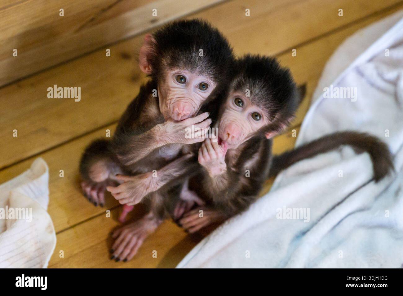 Zwei kleine Affen schauen in die Kamera. Stockfoto
