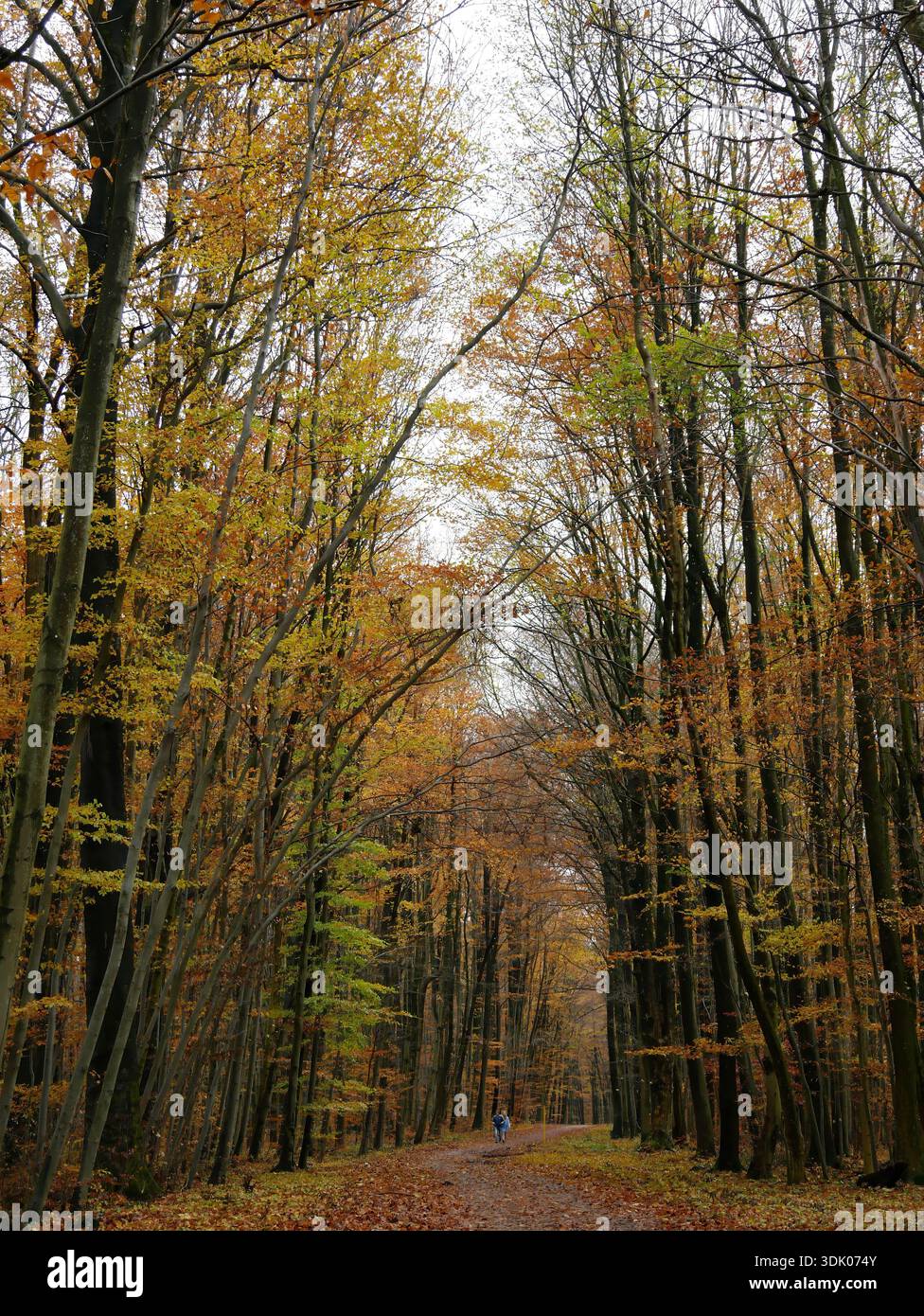 Herbstwaldpfad in lebhaftem Laub Stockfoto