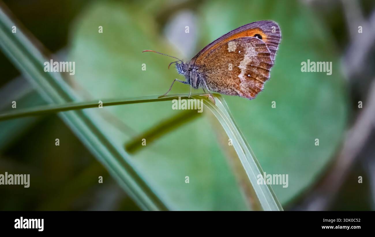 Torwächter, Hecke braun, Pyronia tithonus, Schmetterling auf Schilf Stockfoto