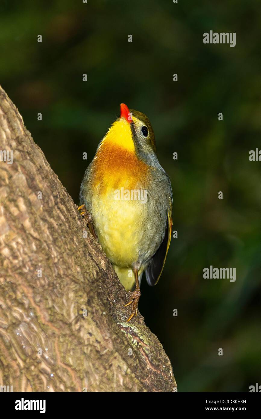 Rothaarige Leiothrix (Leiothrix lutea) Stockfoto