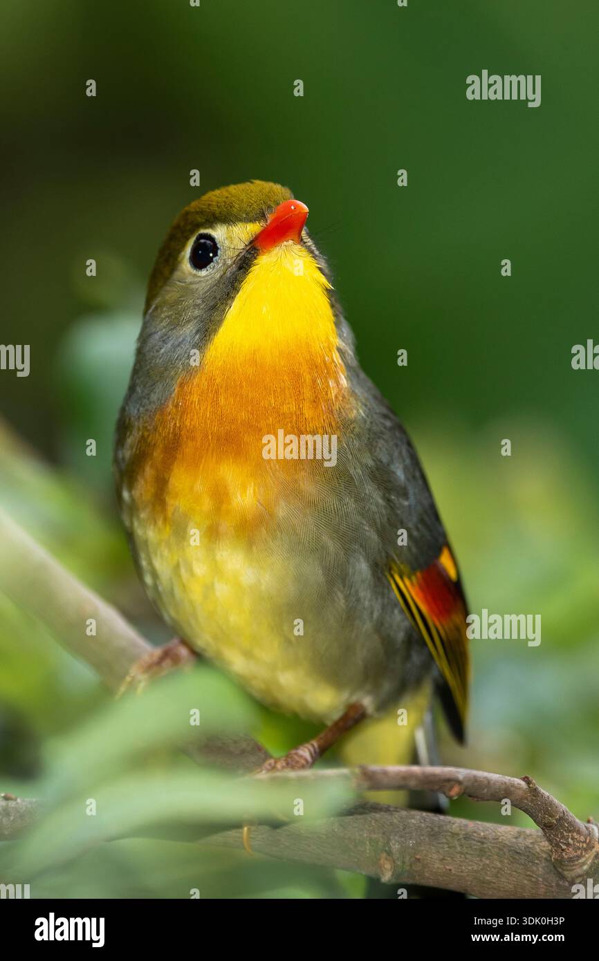 Rothaarige Leiothrix (Leiothrix lutea) Stockfoto