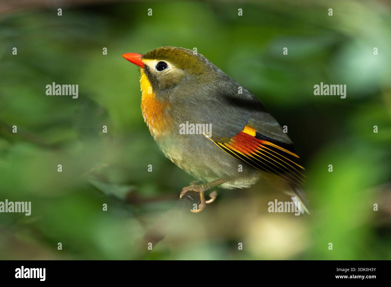 Rothaarige Leiothrix (Leiothrix lutea) Stockfoto