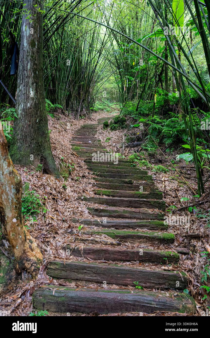 Üppiger Dschungelpfad führt durch dichten tropischen Wald zu den Sandiaoling Wasserfällen in Taiwan, mit lebhaftem Grün, moosigen Steinen und einem feuchten, Stockfoto