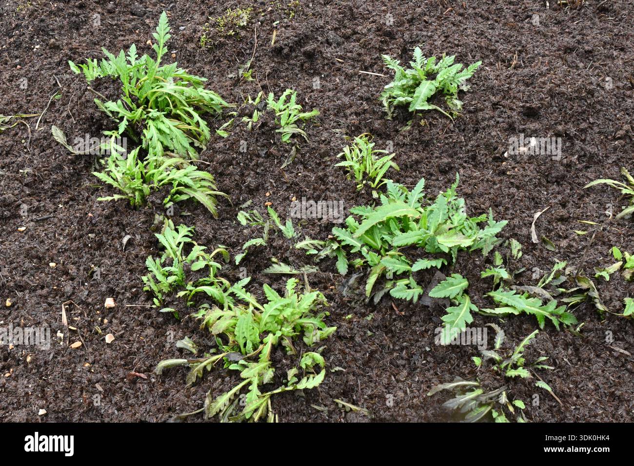Laub von orientalischem Mohn, der durch Mulch oder Kompost im britischen Garten wächst. Januar Stockfoto