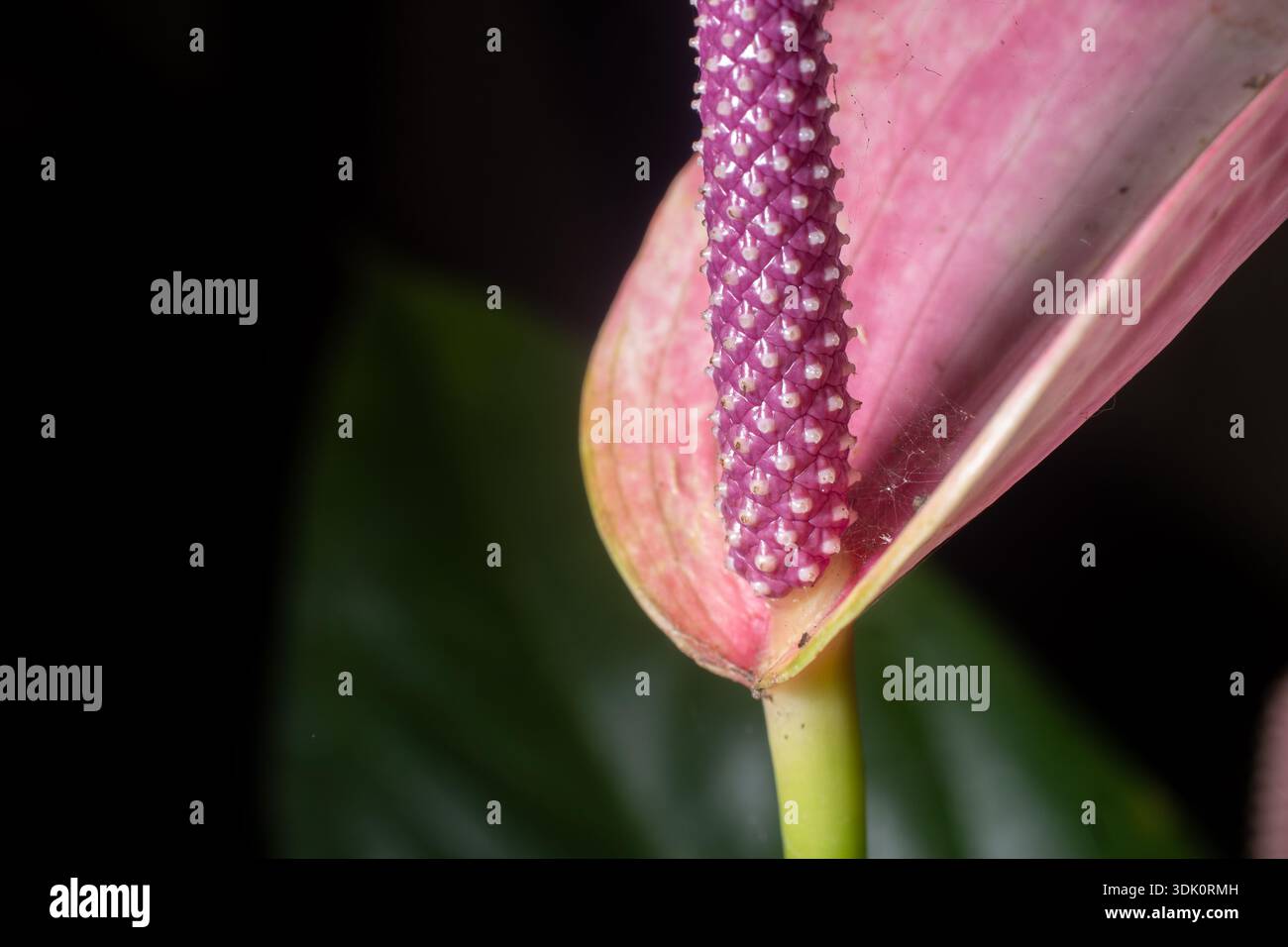 Extreme Nahaufnahme einer leuchtend violetten Anthurium Laceleaf Blume. Detaillierte Textur des Spadix vor einem weichen dunklen Hintergrund und grünem Laub. Stockfoto