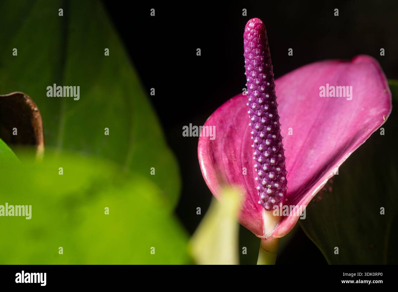 Extreme Nahaufnahme einer leuchtend violetten Anthurium Laceleaf Blume. Detaillierte Textur des Spadix vor einem weichen dunklen Hintergrund und grünem Laub. Stockfoto