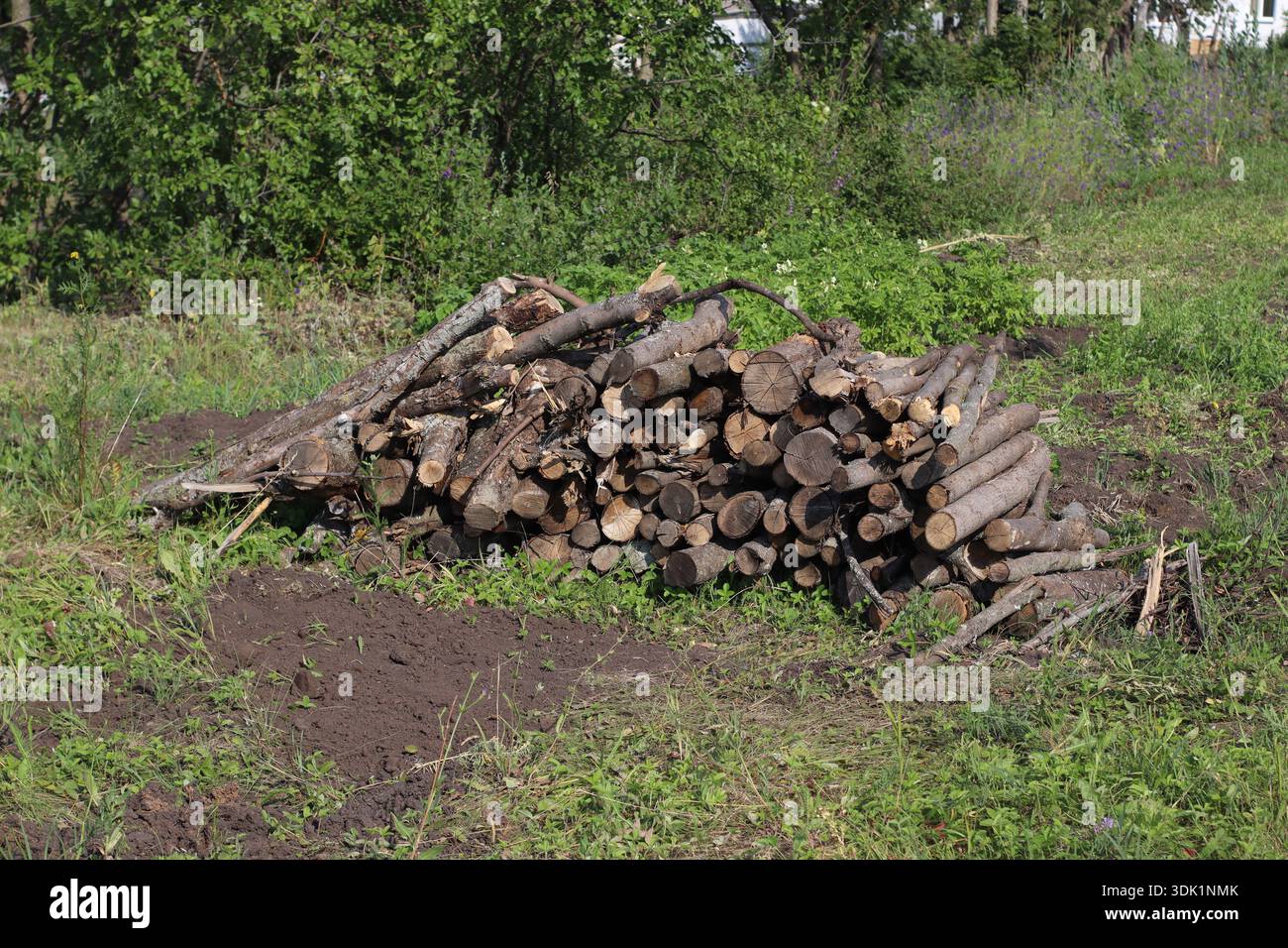 Haufen geschnittener Brennholzstämme auf dem Boden im Freien, Naturholz für Heizung vorbereitet, rustikale ländliche Umgebung mit Gras und Boden. Stockfoto