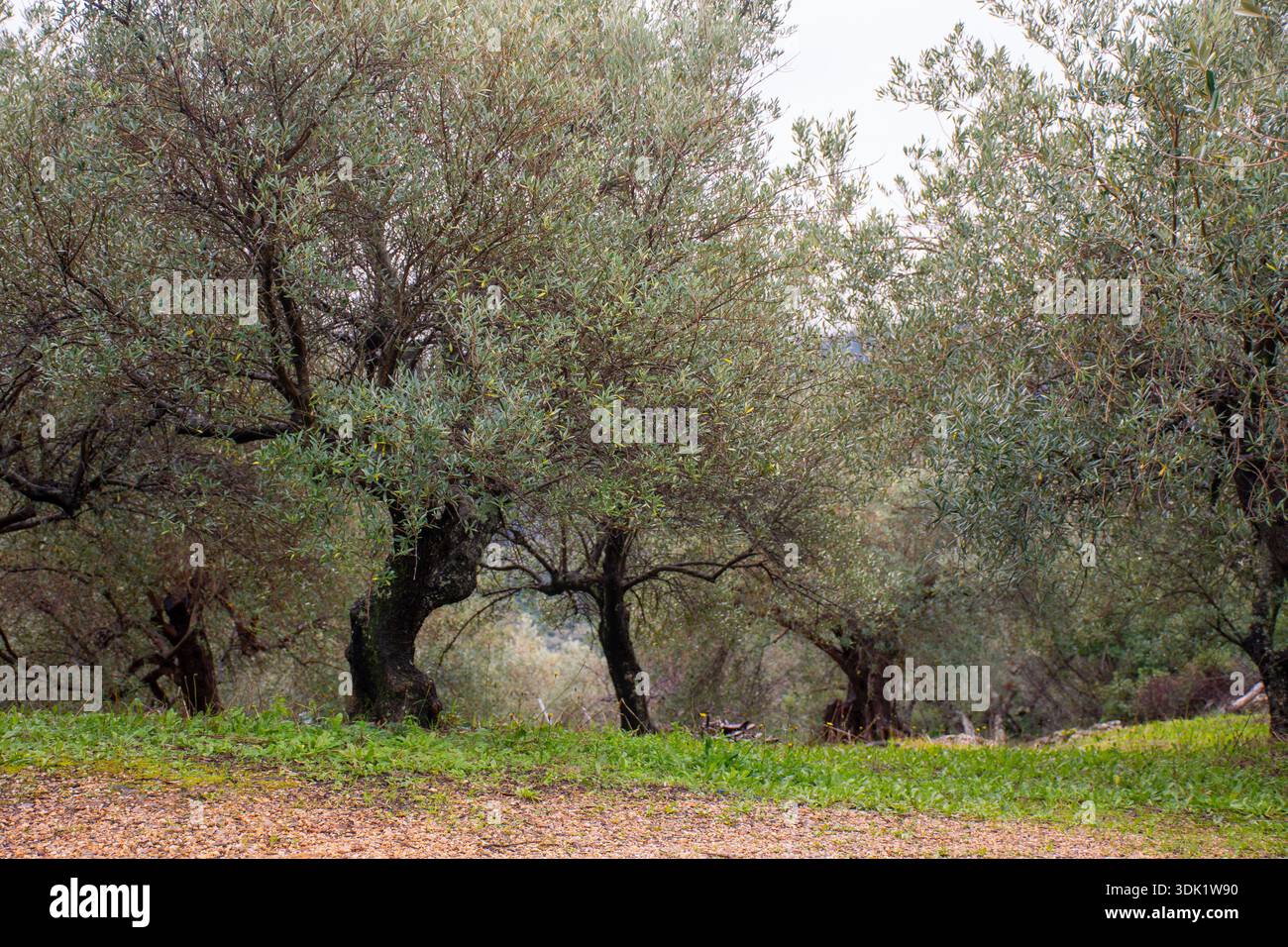 Olive tree corfu greece -Fotos und -Bildmaterial in hoher Auflsung  Alamy