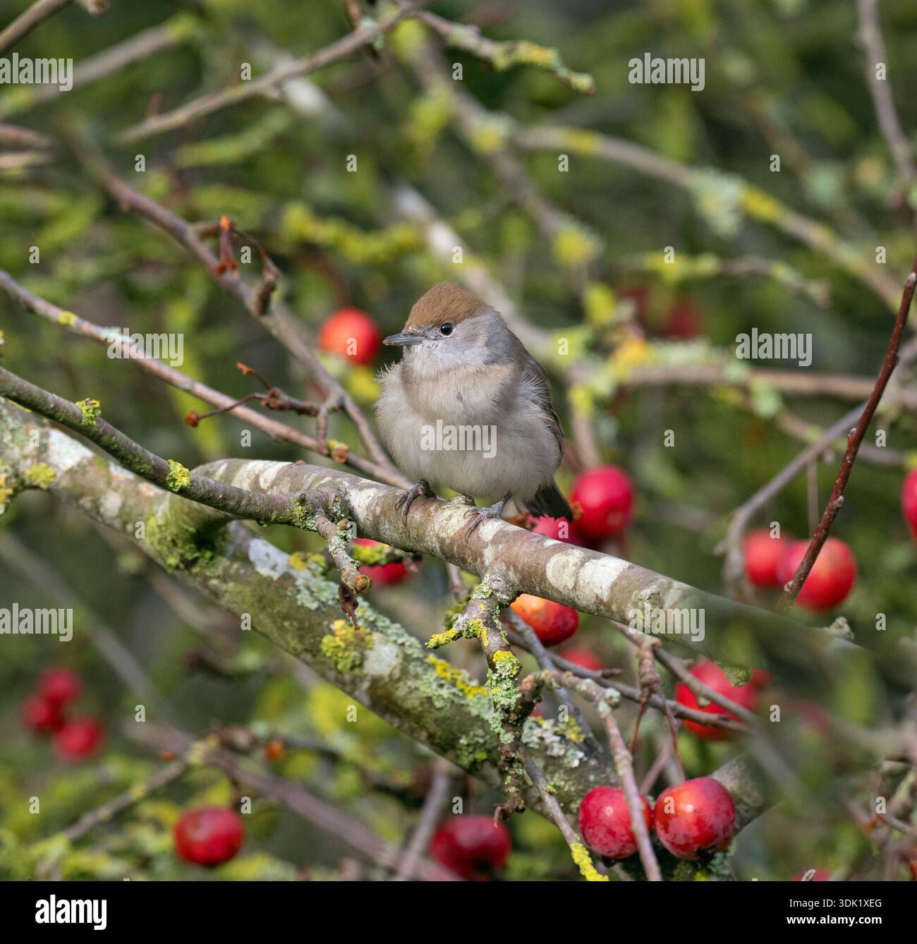 Blackcap Sylvia atricapilla weibliche Fütterung von Krabbenäpfeln im Norfolk Garten Ende Januar Winter Stockfoto