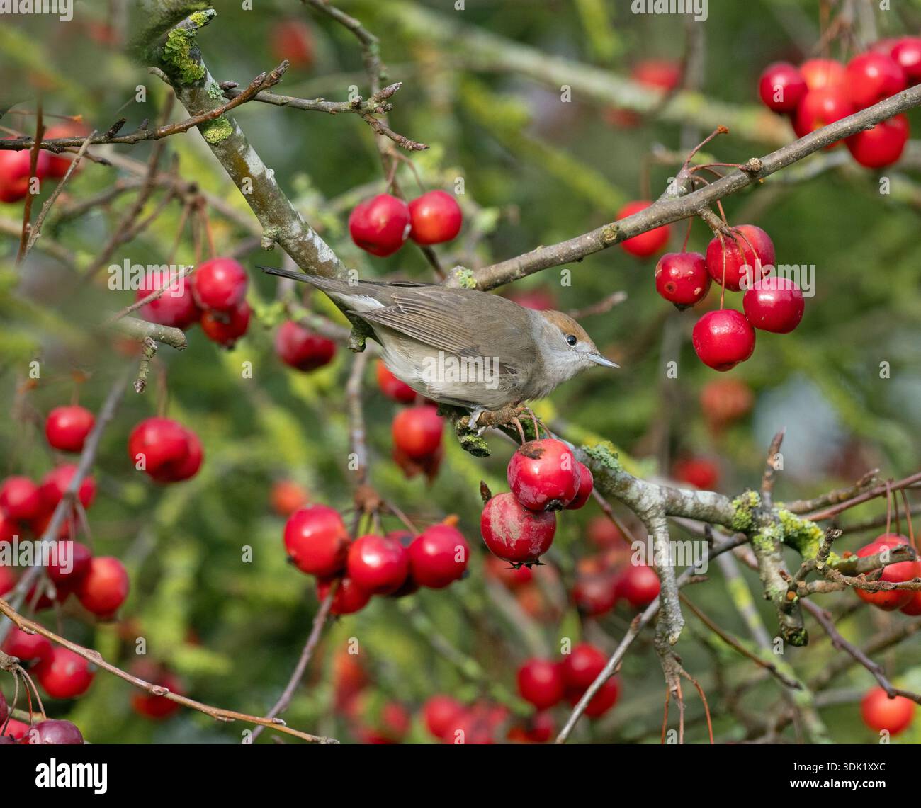 Blackcap Sylvia atricapilla weibliche Fütterung von Krabbenäpfeln im Norfolk Garten Ende Januar Winter Stockfoto