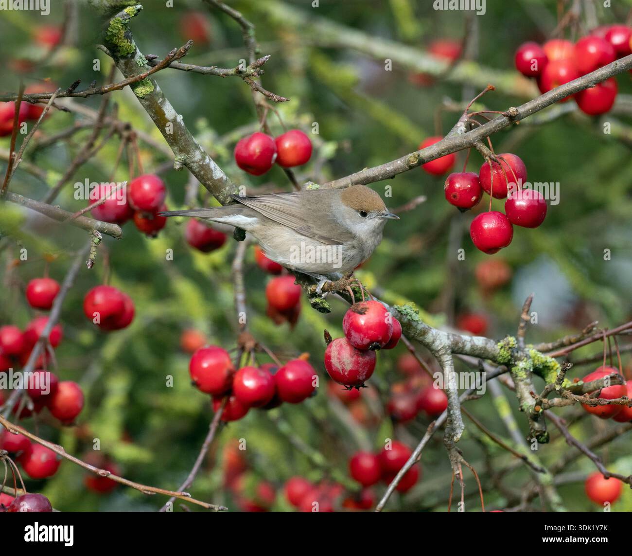 Blackcap Sylvia atricapilla weibliche Fütterung von Krabbenäpfeln im Norfolk Garten Ende Januar Winter Stockfoto