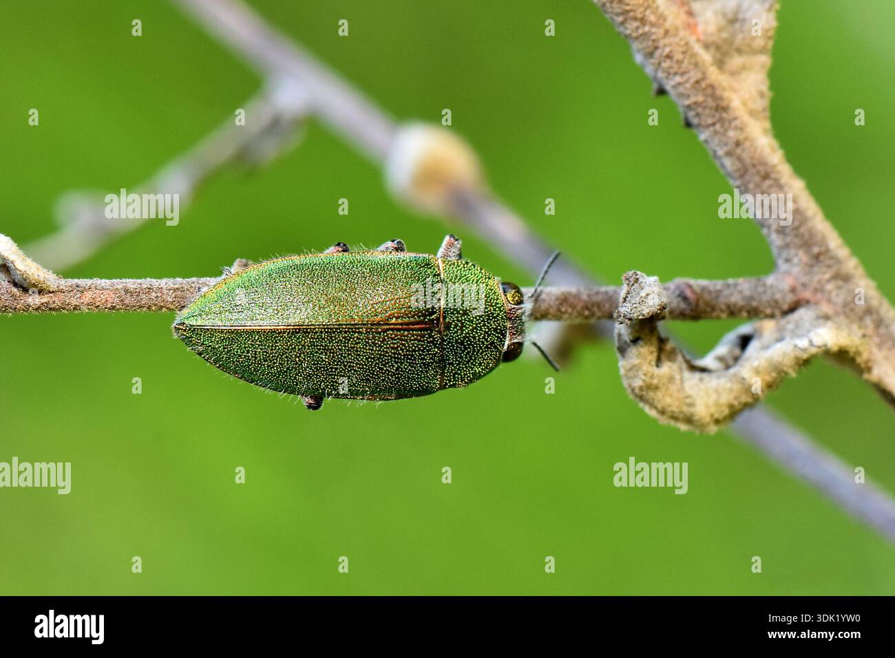 Makroaufnahme eines mit gelbem Pollen bedeckten Juwelenkäfers (Perotis susannae), der auf einem trockenen Zweig auf Zypern krabbelt. Stockfoto